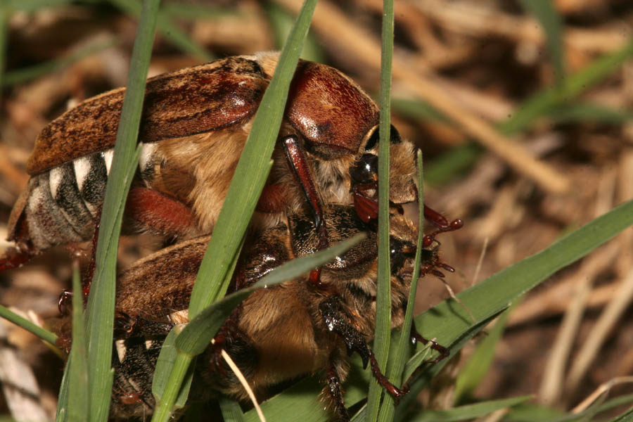 L''Anoxia matutinalis e l''imperativo categorico esistenziale